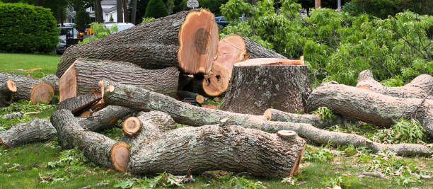 Best Tree and Shrub Care  in Duenweg, MO